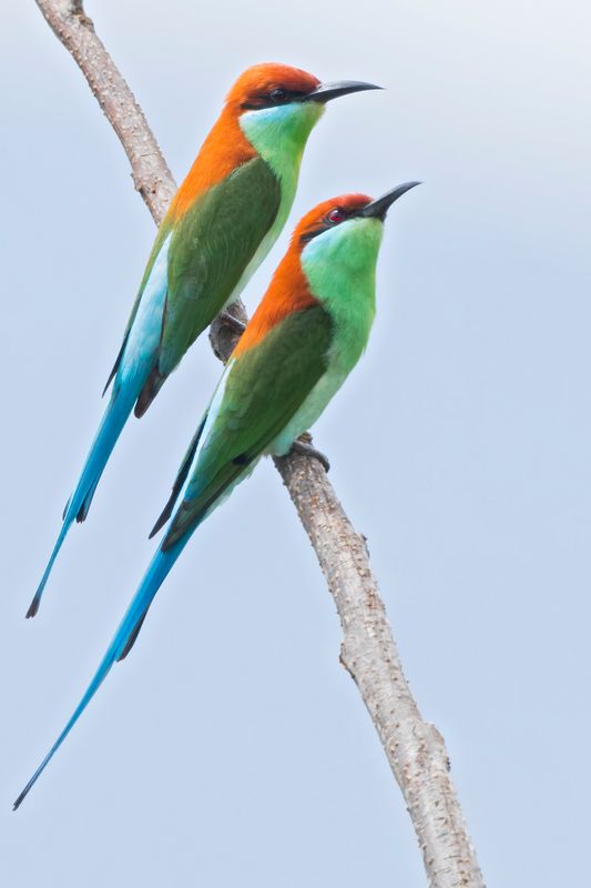 Rufous-crowned Bee-eater 
