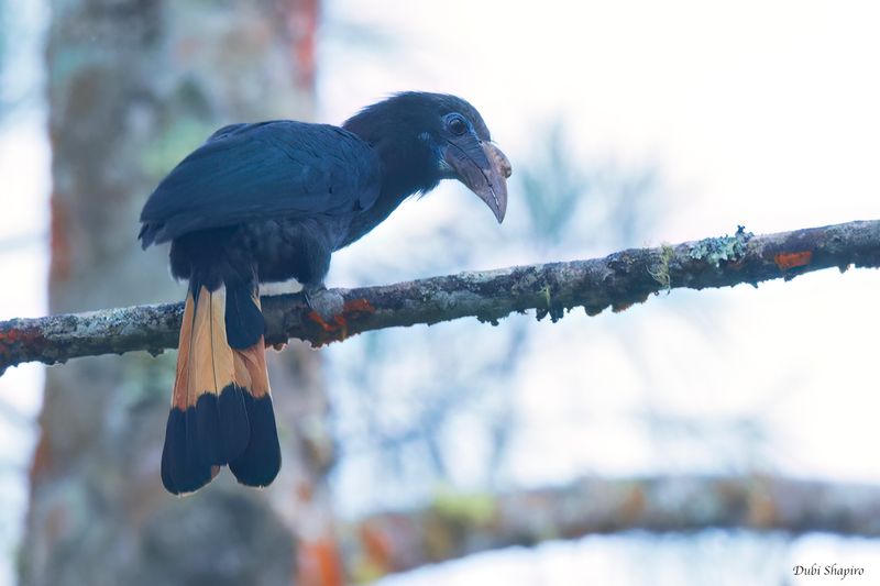 Mindanao Hornbill 