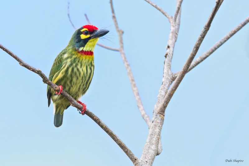 Coppersmith Barbet 