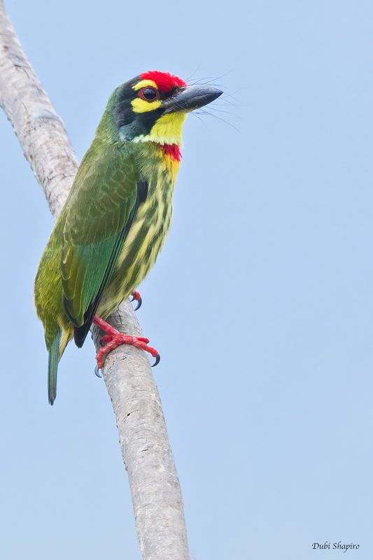 Coppersmith Barbet 