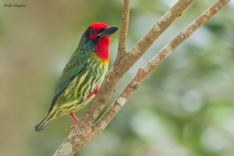 Coppersmith Barbet 