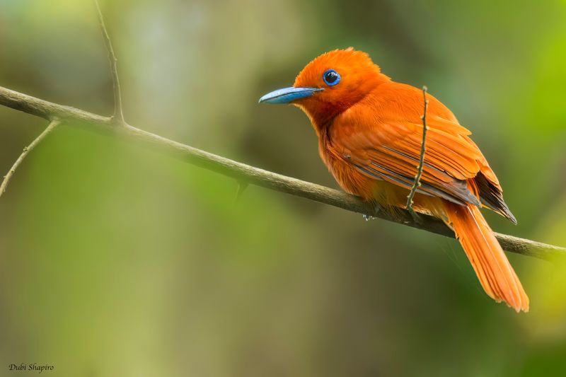 Rufous Paradise-Flycatcher