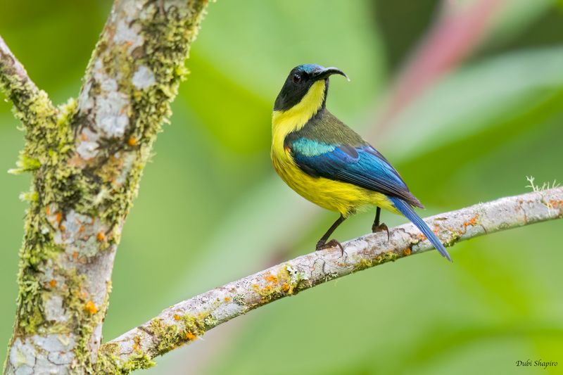 Lina's Sunbird 