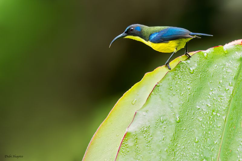 Lina's Sunbird 