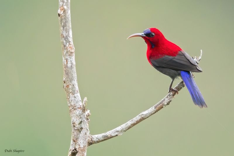 Magnificent Sunbird 