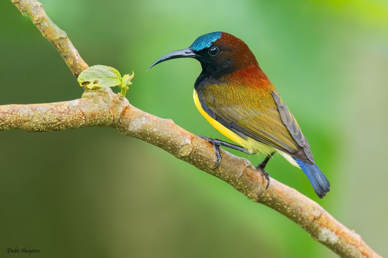 Maroon-naped Sunbird 