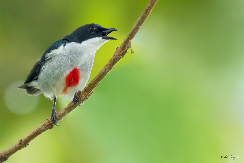 Red-keeled Flowerpecker 