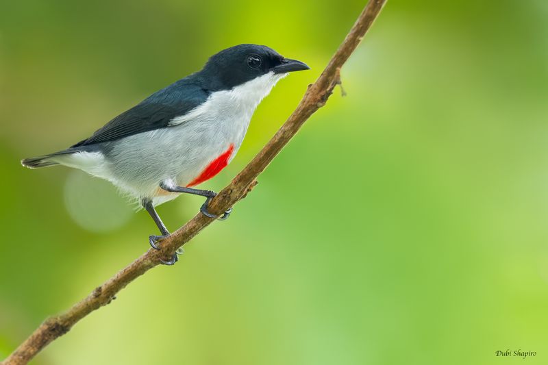 Red-keeled Flowerpecker 