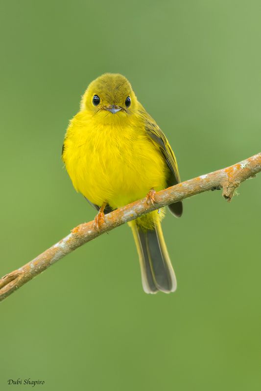 Citrine Canary-flycatcher 
