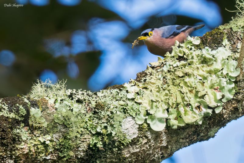 Sulphur-billed Nuthatch 