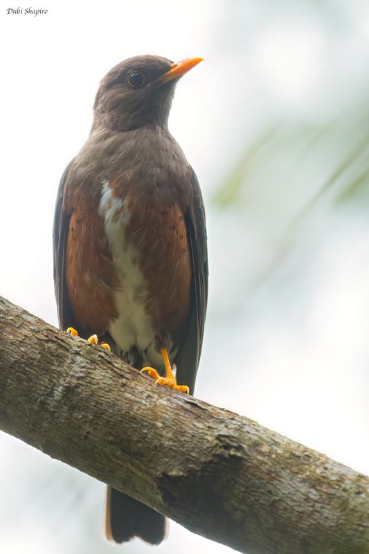 Mindanao Island Thrush