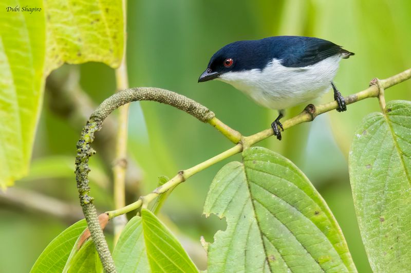 Bicolored Flowerpecker