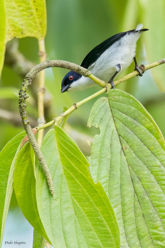 Bicolored Flowerpecker 
