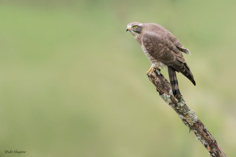 Gray-faced Buzzard