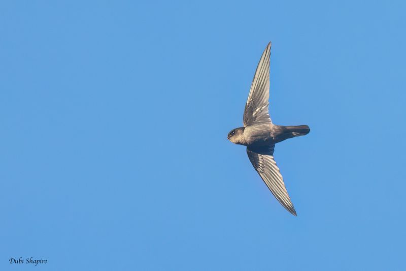 Philippine Swiftlet 