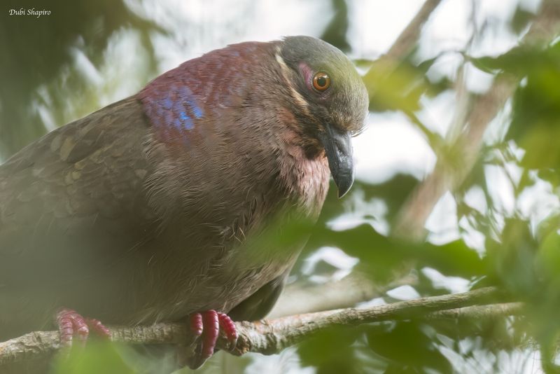 Amethyst Brown-Dove 