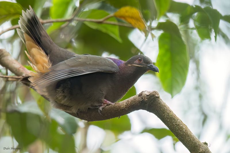 Amethyst Brown-Dove 