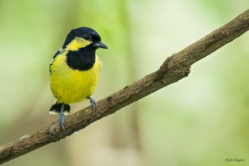 Elegant Tit 