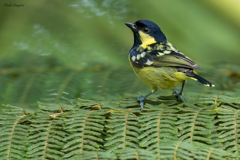 Elegant Tit 