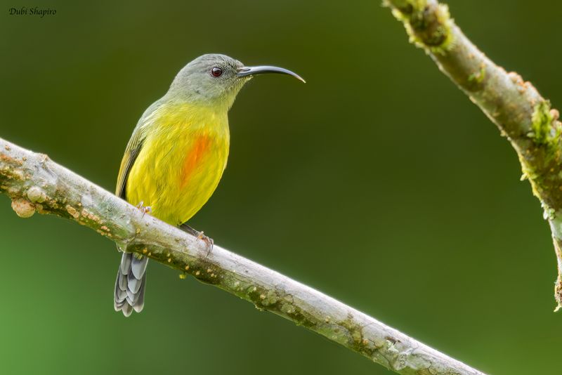Lina's Sunbird 
