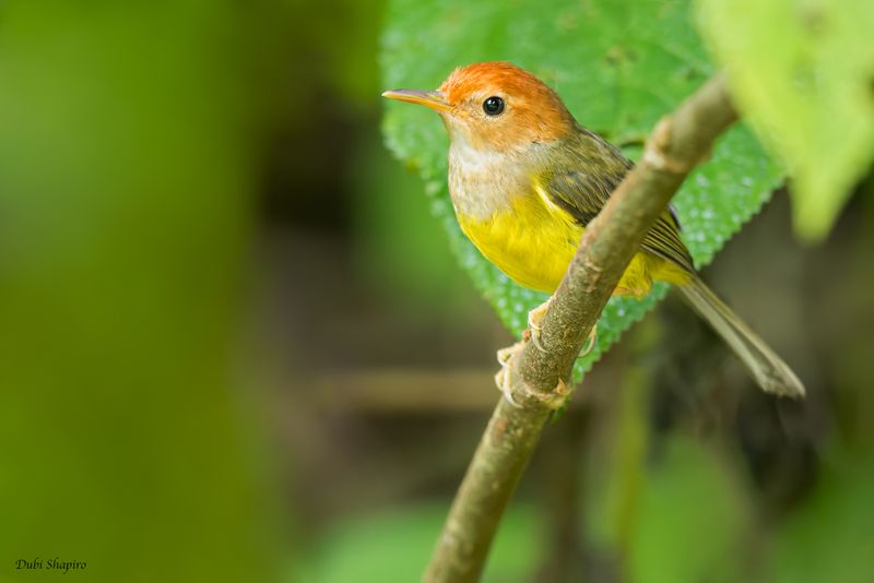 Rufous-headed Tailorbird