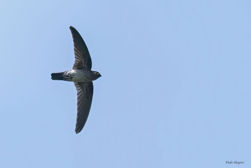 Ridgetop Swiftlet