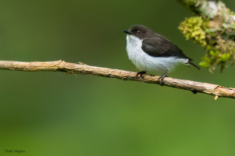 Buzzing Flowerpecker