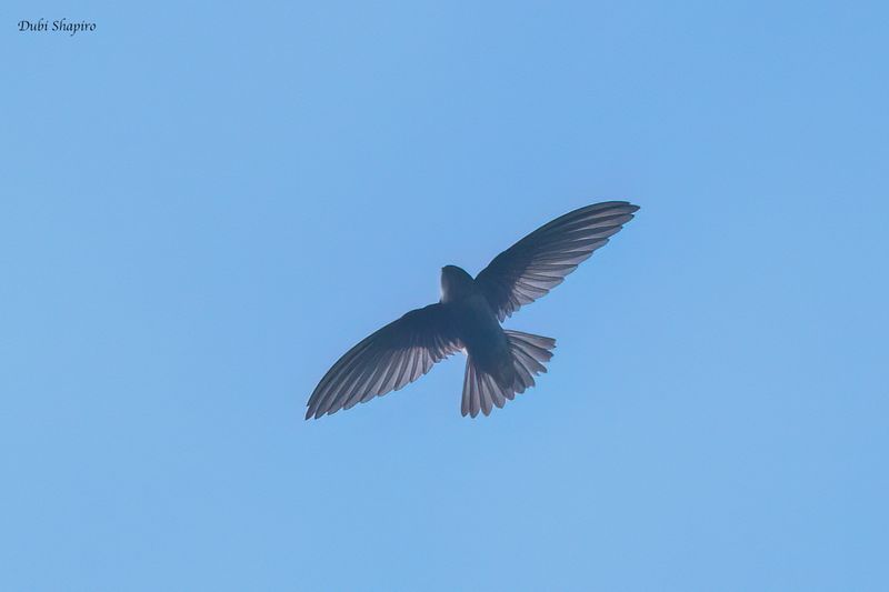 Ameline Swiftlet