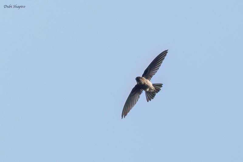 Ameline Swiftlet 
