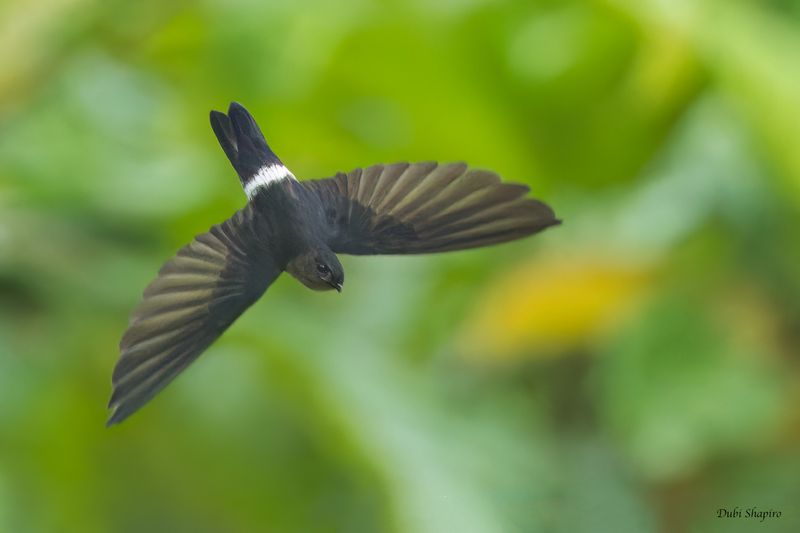 Pygmy Swiftlet
