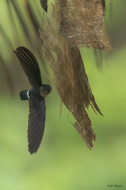 Pygmy Swiftlet 