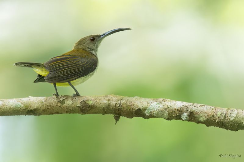 Orange-tufted Spiderhunter 