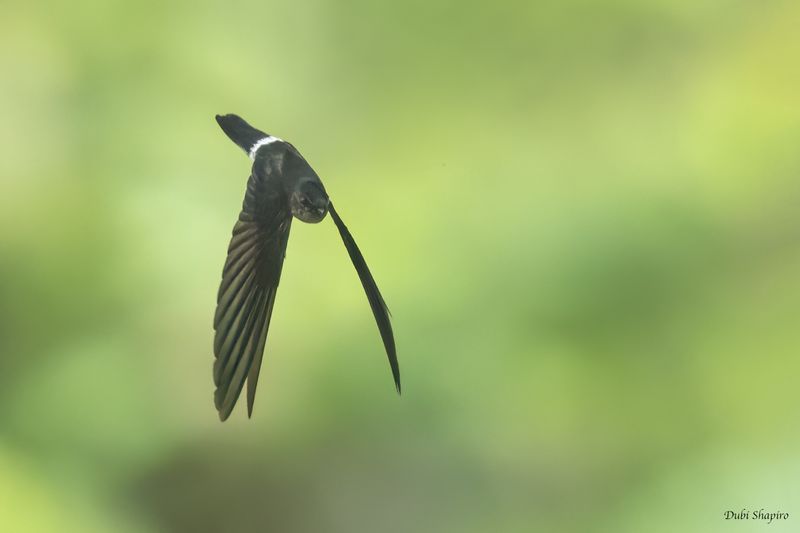 Pygmy Swiftlet 