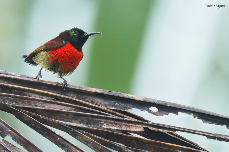 Purple-throated Sunbird