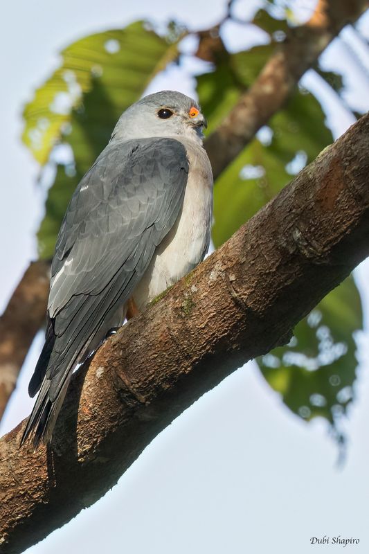 Chinese Goshawk