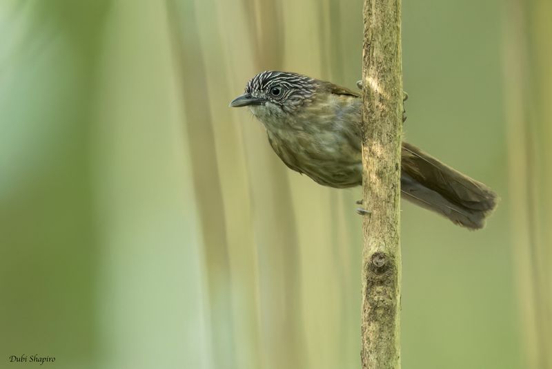 Brown Tit-Babbler