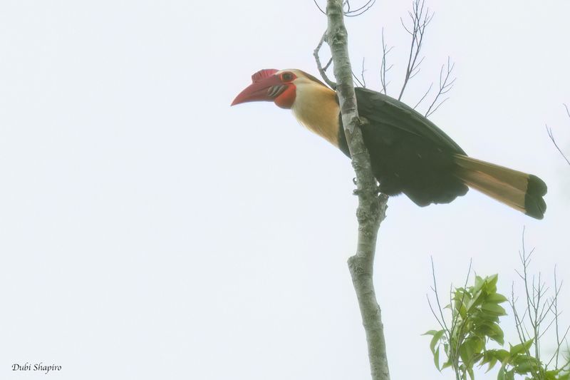 Writhed Hornbill