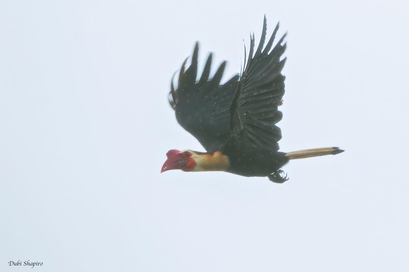 Writhed Hornbill 
