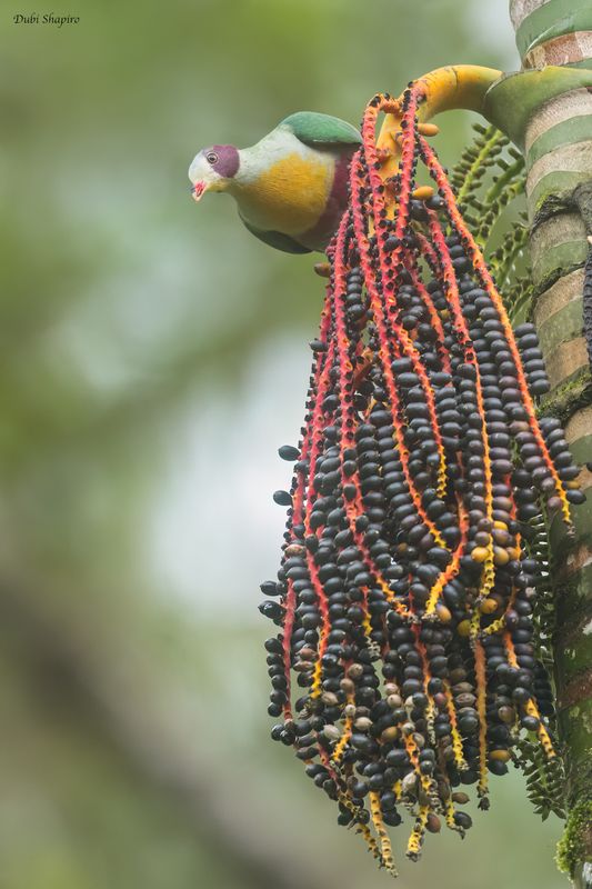 Yellow-breasted Fruit Dove 