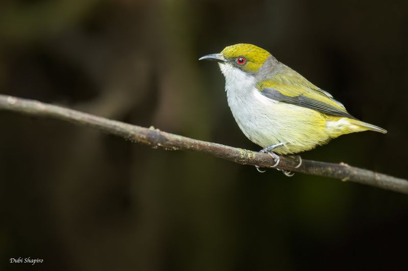 Olive-capped Flowerpecker 