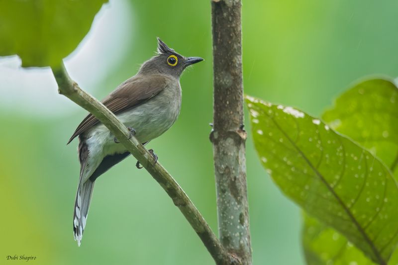 Yellow-wattled Bulbul 