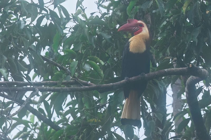 Writhed Hornbill 