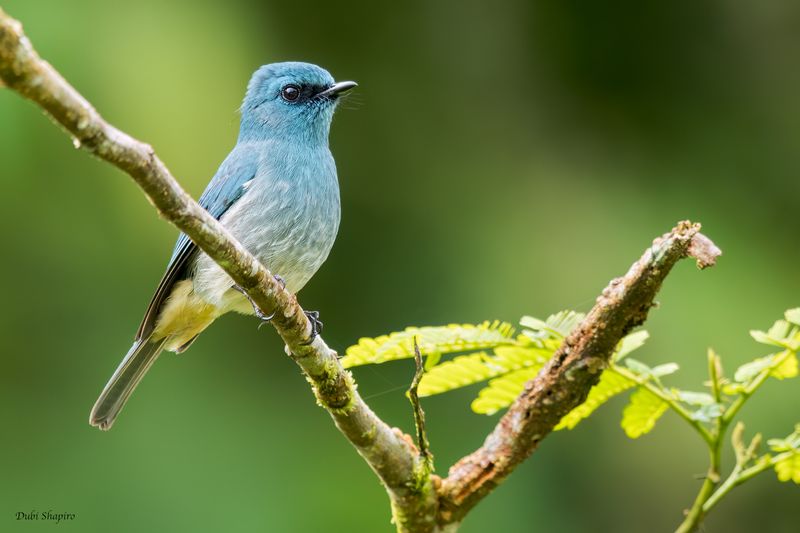Turquoise Flycatcher