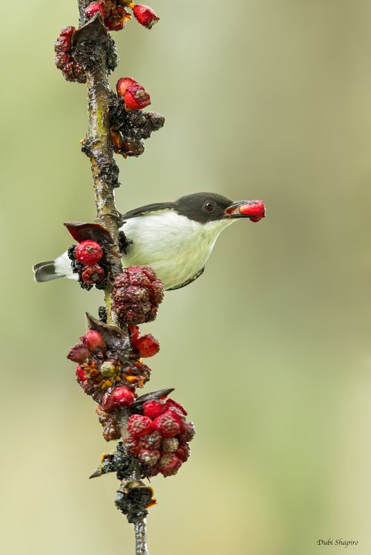 Buzzing Flowerpecker 