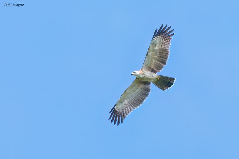 Philippine Honey-buzzard