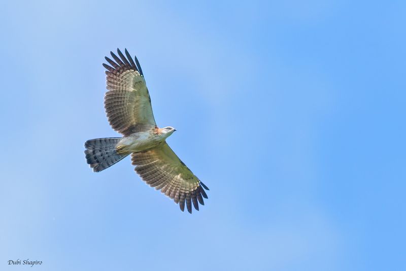 Philippine Honey-buzzard 