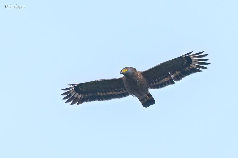 Philippine Serpent-Eagle 