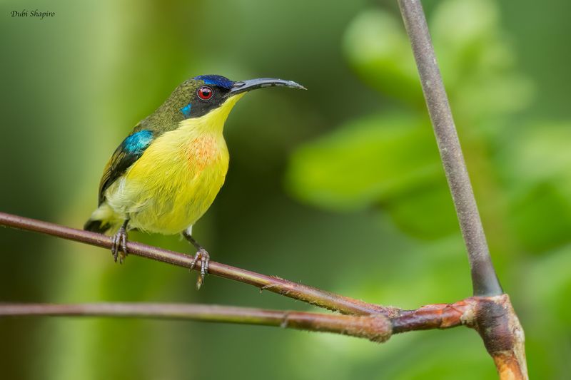 Metallic-winged Sunbird 