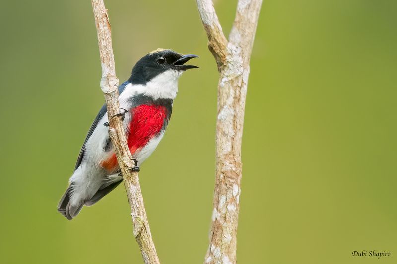Black-belted Flowerpecker 