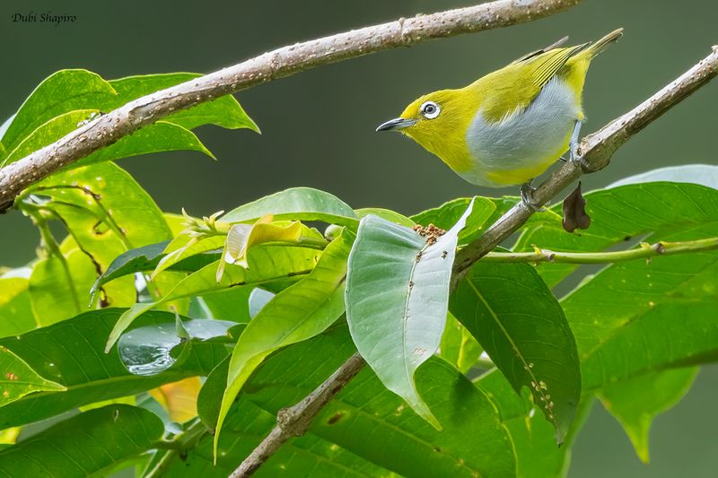 Everett's White-eye